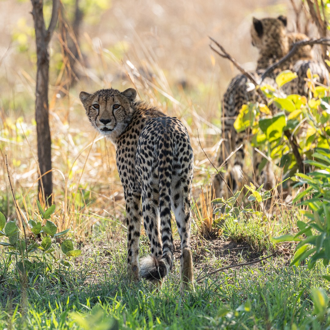 Cheetah with head turned back